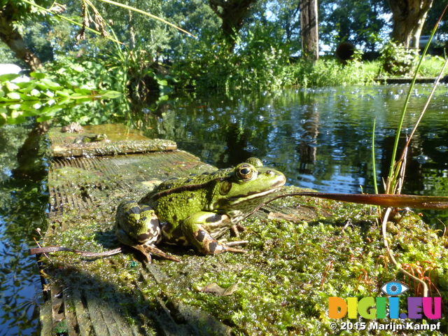 FZ019958 Marsh frogs (Pelophylax ridibundus)